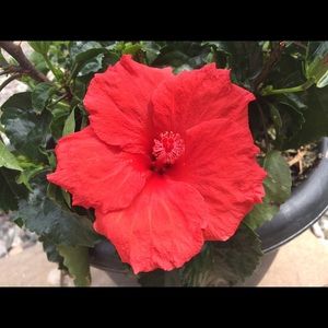 Meet your Posher, Trudy